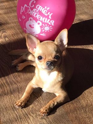 Dog Photo