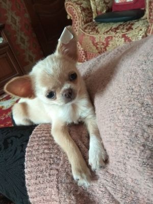 Dog Photo