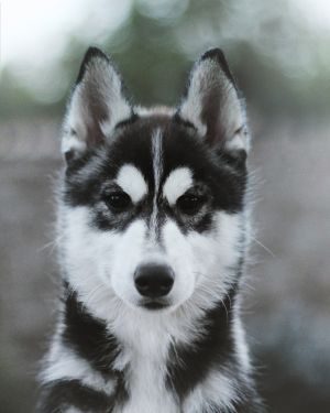 Dog Photo