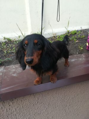 Dog Photo