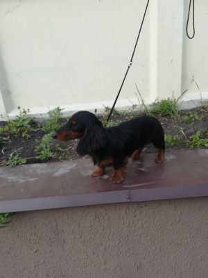 Dog Photo