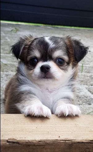 Dog Photo