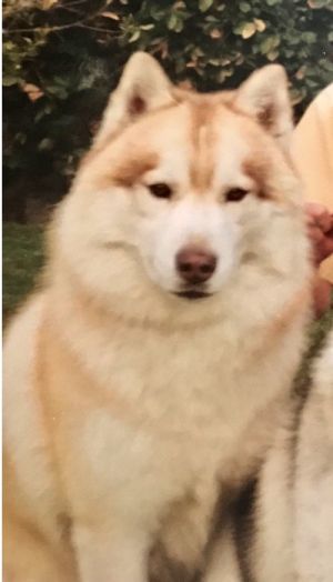 Dog Photo