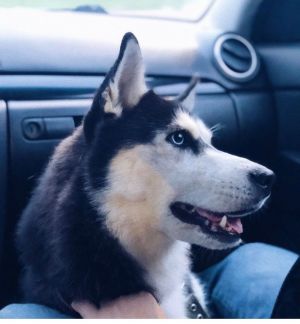 Dog Photo