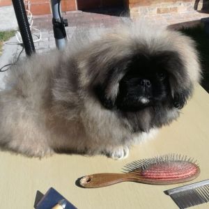Dog Photo