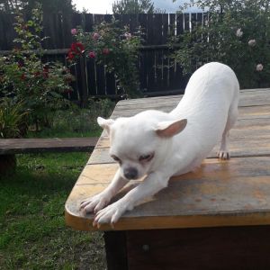 Dog Photo