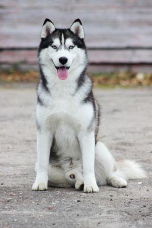 Dog Photo