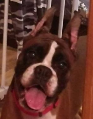 Dog Photo
