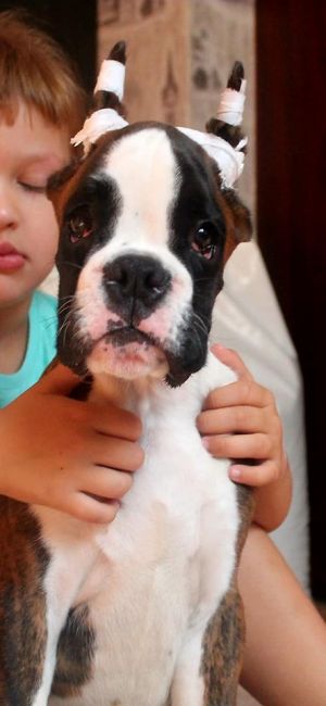 Dog Photo
