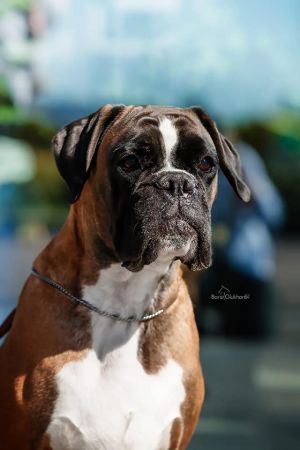 Dog Photo