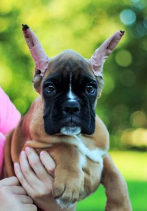 Dog Photo