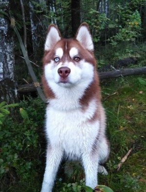Dog Photo