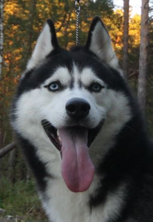 Dog Photo