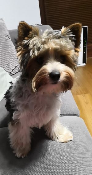 Dog Photo