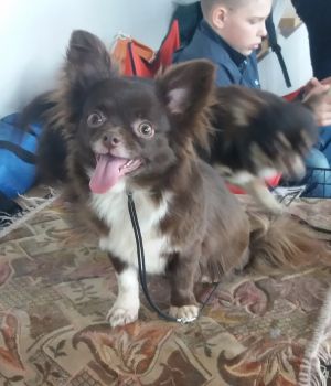 Dog Photo