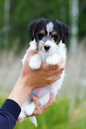 Dog Photo
