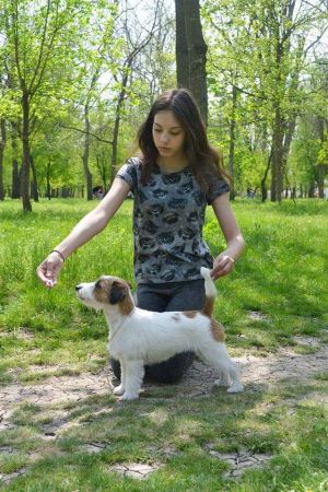 Dog Photo