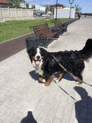 Dog Photo