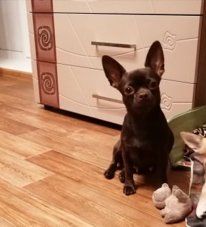 Dog Photo