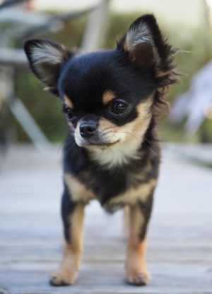 Dog Photo