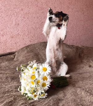 Dog Photo