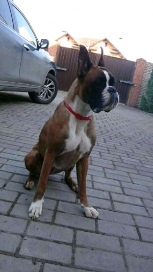 Dog Photo