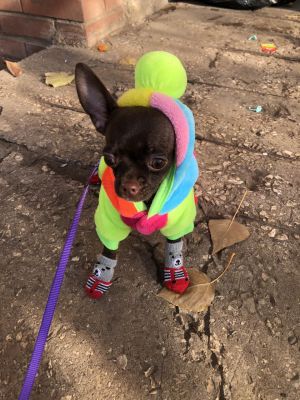 Dog Photo