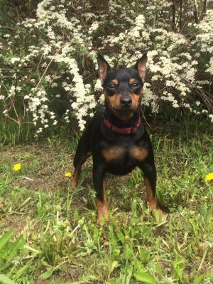 Dog Photo