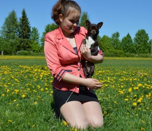 Dog Photo