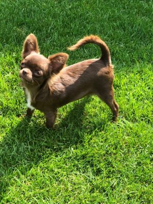Dog Photo