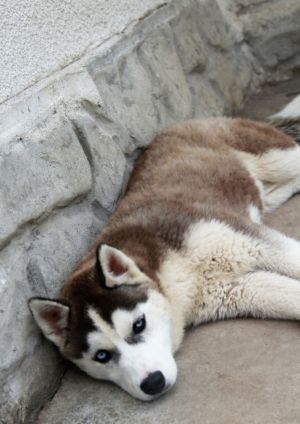Dog Photo