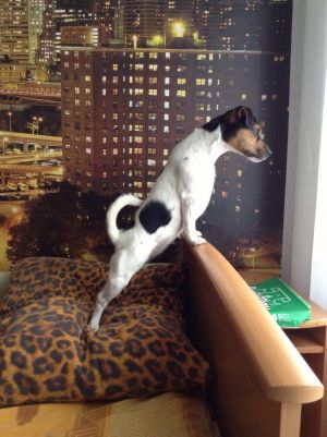 Dog Photo