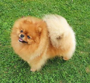 Dog Photo