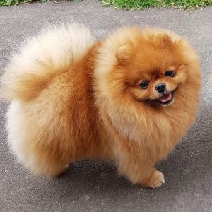 Dog Photo