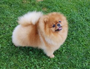 Dog Photo