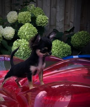 Dog Photo