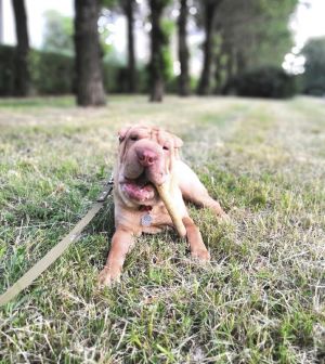 Dog Photo