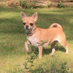 Dog Photo