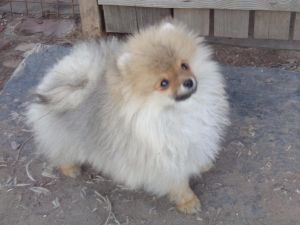 Dog Photo