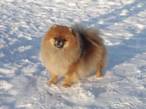 Dog Photo