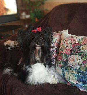 Dog Photo