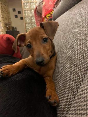 Dog Photo