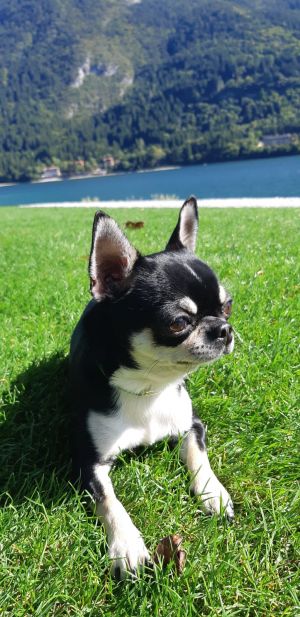 Dog Photo
