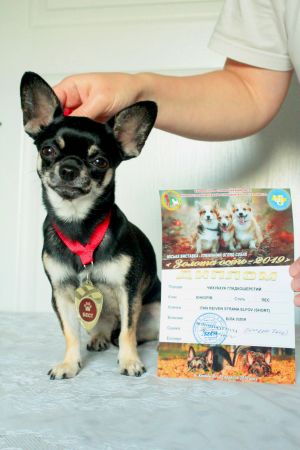 Dog Photo