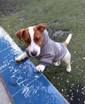 Dog Photo