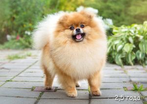 Dog Photo