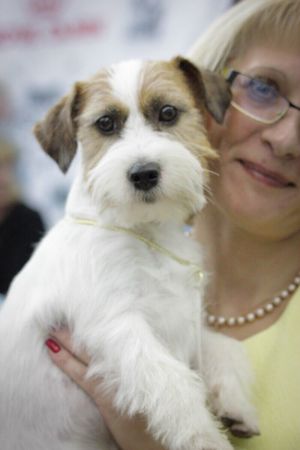 Dog Photo