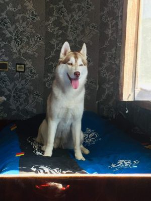 Dog Photo