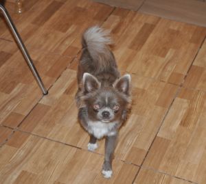 Dog Photo