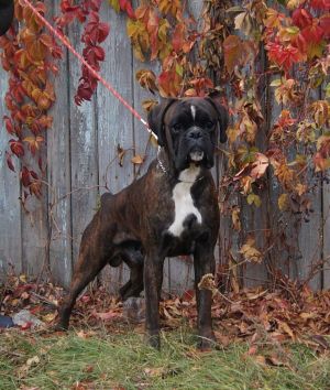 Dog Photo